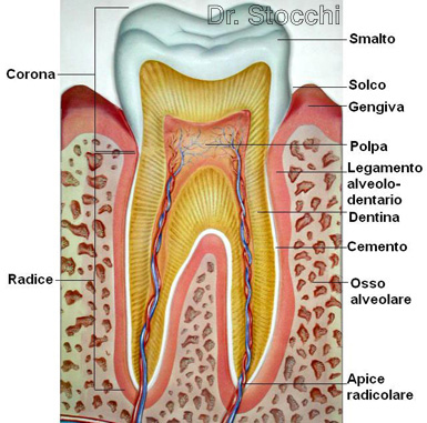 Studio dr. Marco Stocchi, la struttura del dente