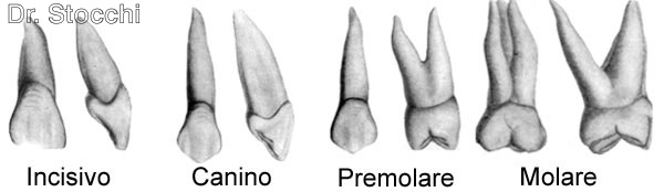 Studio dr. Marco Stocchi, forme dei denti