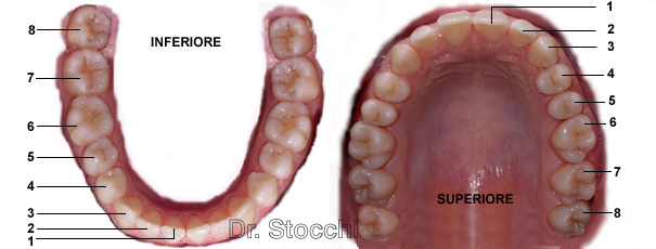 Studio dr. Marco Stocchi, arcate denti permanenti